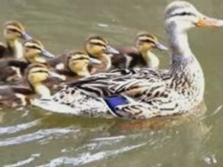 Impronta, marketing y condicionamiento político