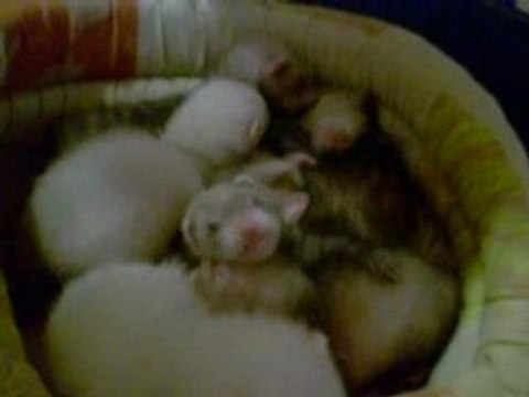 bagard encors et encors