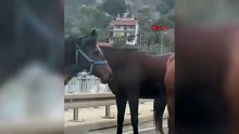 Görüntüler İstanbul'dan! Yola çıkıp dörtnala koşan atlar ortalığı birbirine kattı