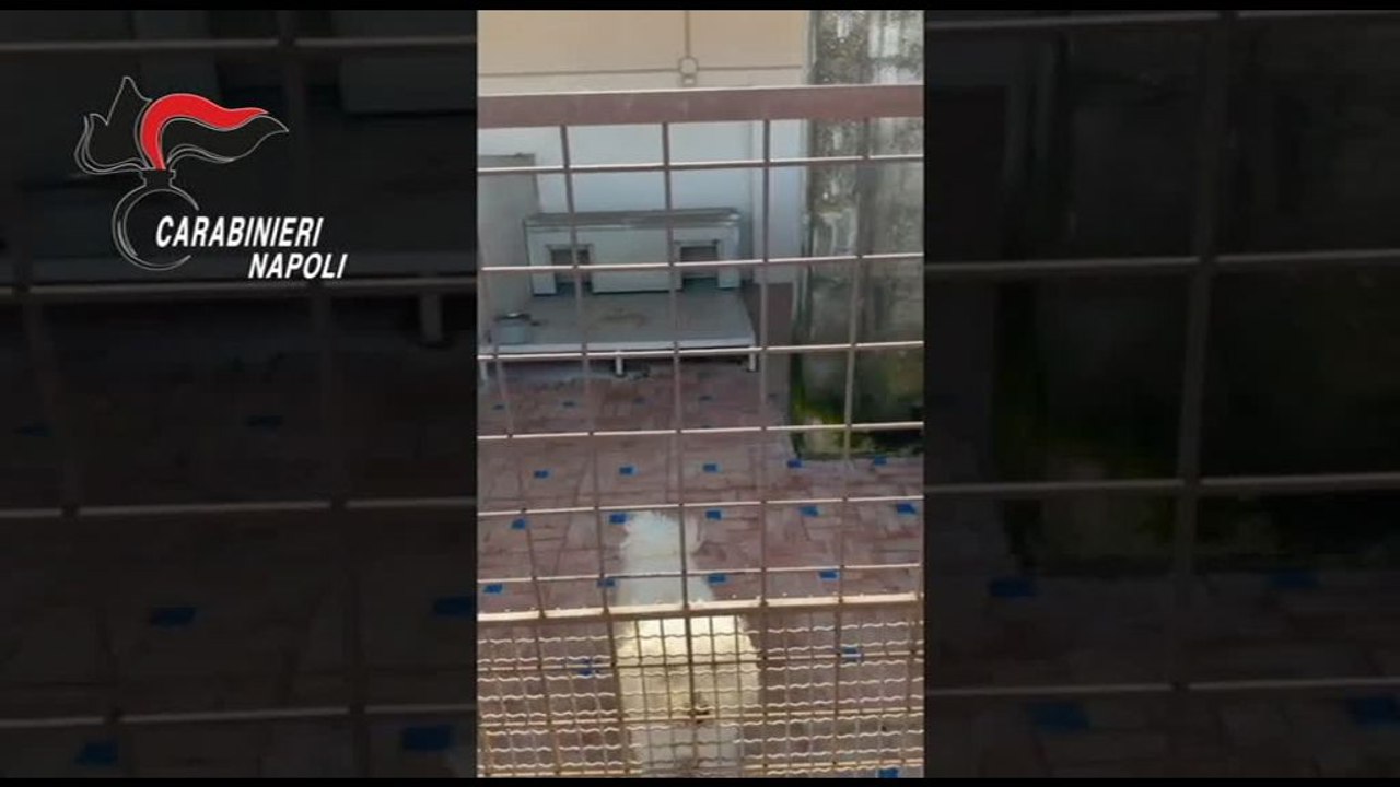 Scoperto un canile abusivo con barboncini toy venduti anche su TikTok