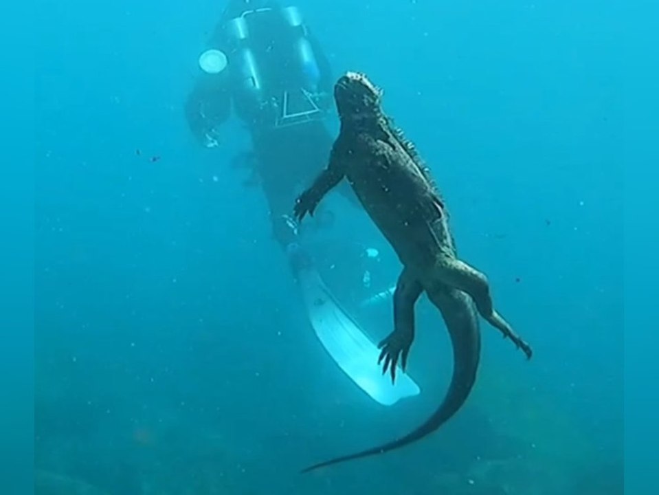 Taucher begegnet "unterwasser-godzilla"