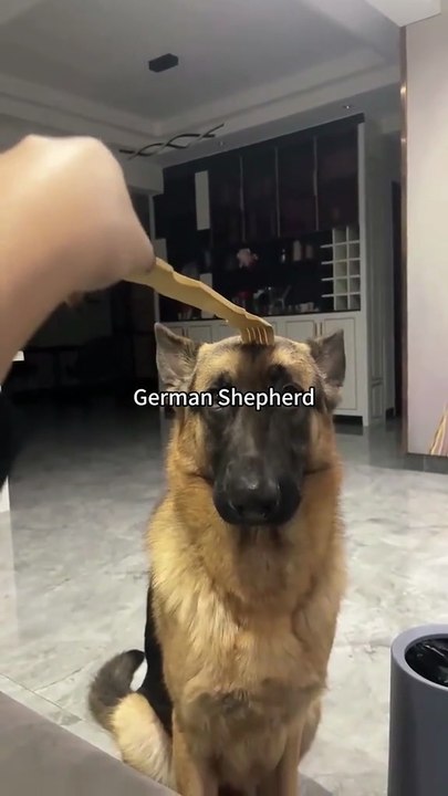 Funny German shepherd dog 🐾💕#funny #German shepherd #9k#folow