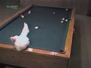 une belle poule au Billard