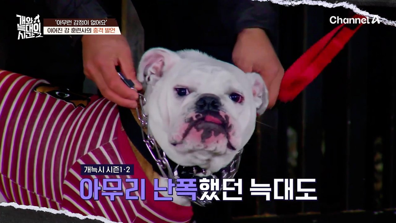 "이렇게 함께 살 순 없어요" 충격적인 얘기를 꺼낸 강형욱 훈련사