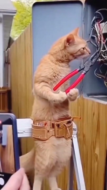 Funny Cats Playing Different Games | Cute & Crazy Cat Moments 😹