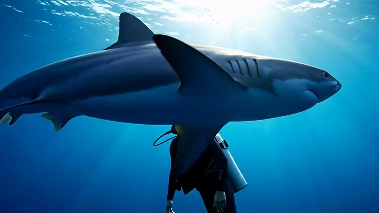 Shark Avoids Diver (Unexpected)