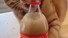 Funny Cats Playing with Pepsi Bottle 😂 | Cute Cat Moments