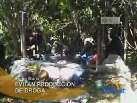 EVITAN PRODUCCIÓN DE DROGA - TINGO MARÍA