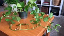 Como Propagar uma planta pau