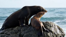 Sea Lion Saves Pup