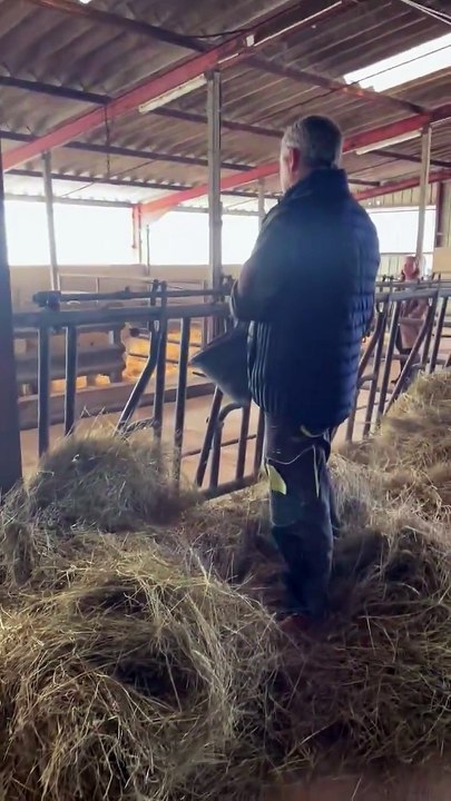 Dermatose : trois mois et demi après l’abattage du troupeau de la famille Lhomme a Pouilley Français les vaches sont de retour dans la ferme