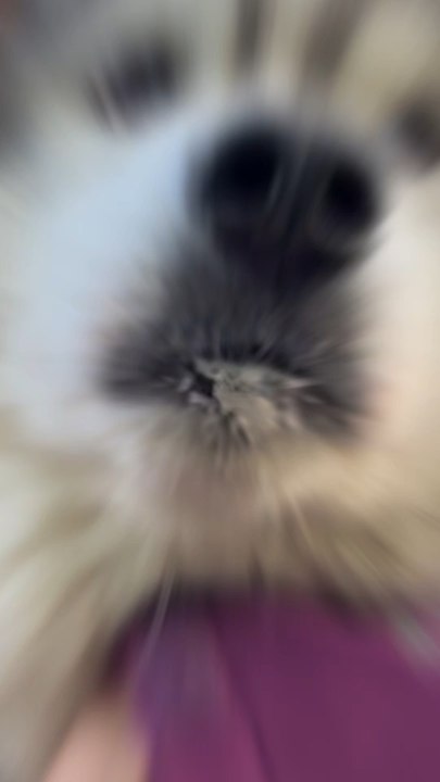 C’est elle qui décide durant nos courses ! 🏃‍♀️🐻‍❄️