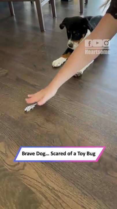 Fearless Dog… Except Bugs! Puppy’s Hilarious Reaction|| Heartsome 💖