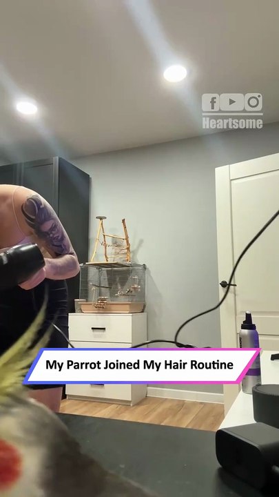 Parrot Causes Hilarious Chaos with Hairdryer Cord—Must Watch!|| Heartsome 💖