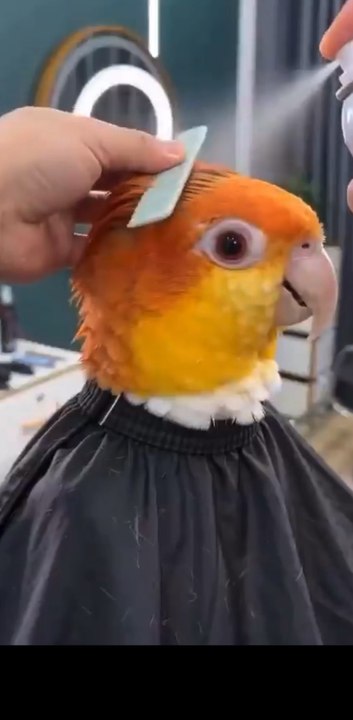 🦜💈