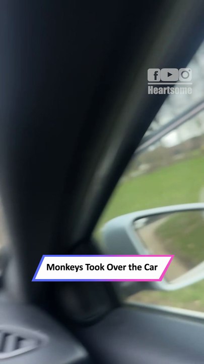 Monkeys Take Over Car at Safari Park—Hilarious Close Encounter!|| Heartsome 💖
