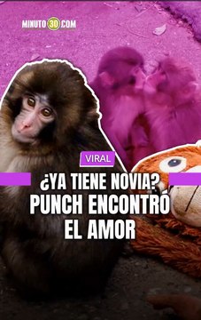 Las redes sociales no dejan de compartir las imágenes de Punch, el macaco japonés, interactuando con la hembra Aiko.