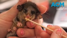 Rare pygmy possum joeys born in Victoria