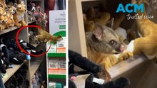 Possum hides among plush toys in Hobart Airport