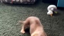 Dog Plays Fetch Alone—Cutest “Throw & Fetch” Ever!__ Heartsome 💖