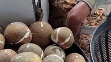 Coconut cutting machine