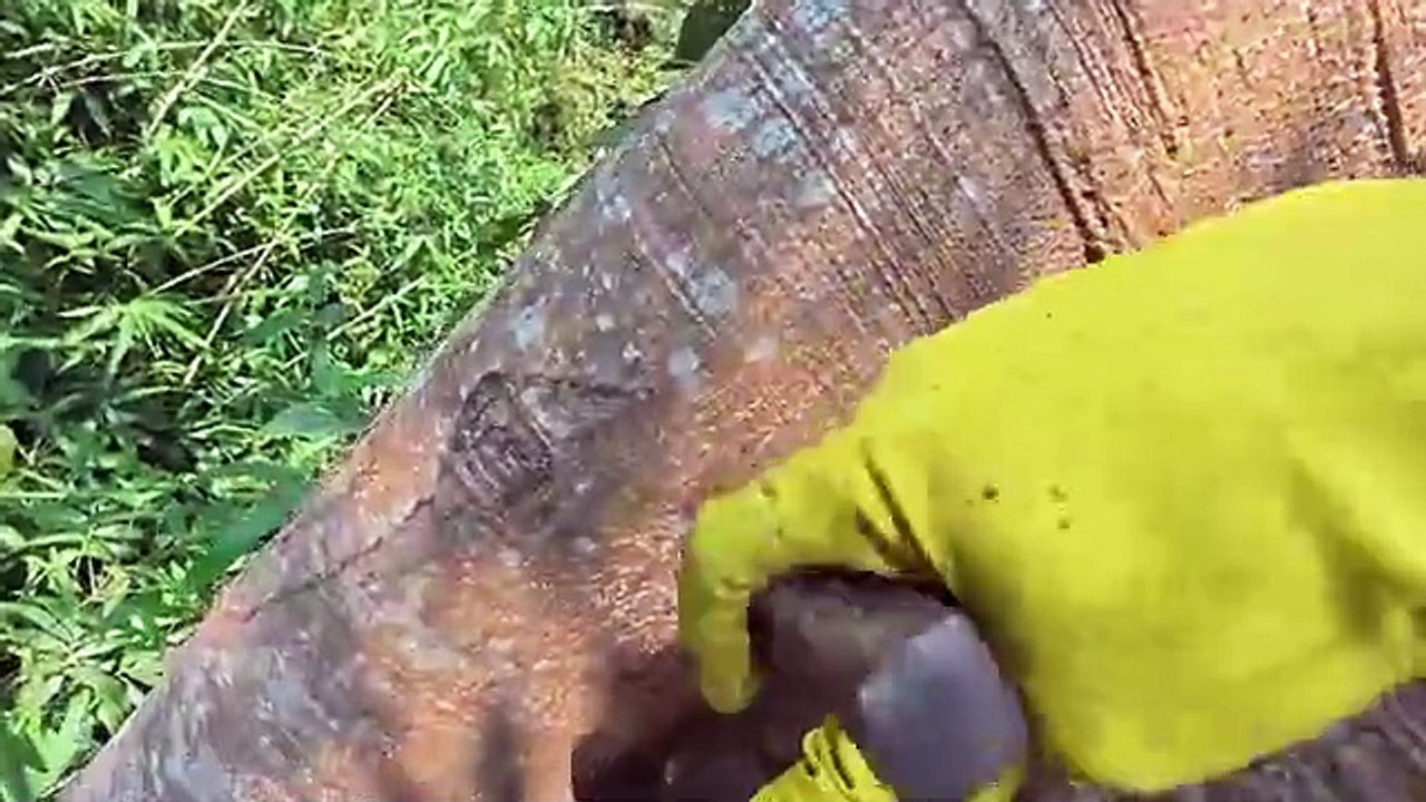 No Gear, No Fear: Giant Tree Wild Honey Harvesting in the Deep Jungle | Real Wild Bee Attack