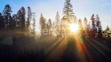 Dark green pine trees in moody spruce forest with sunrise light rays shining through branches