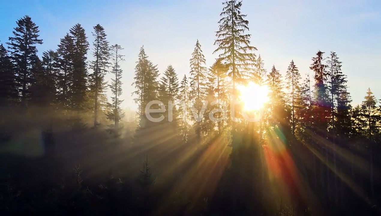 Dark green pine trees in moody spruce forest with sunrise light rays shining through branches