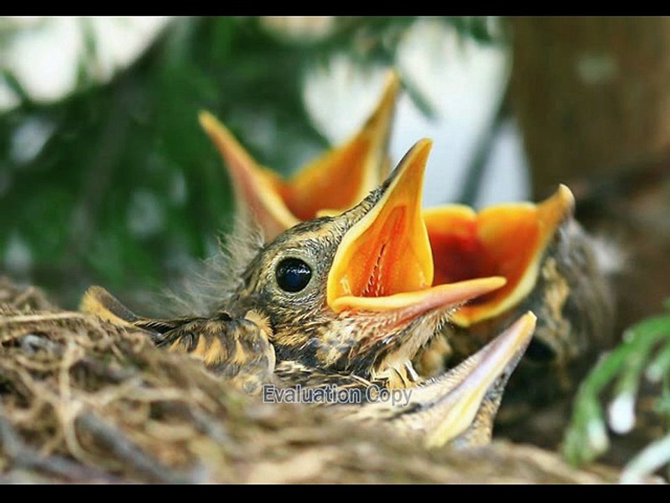 "Belles photos d'oiseaux !"