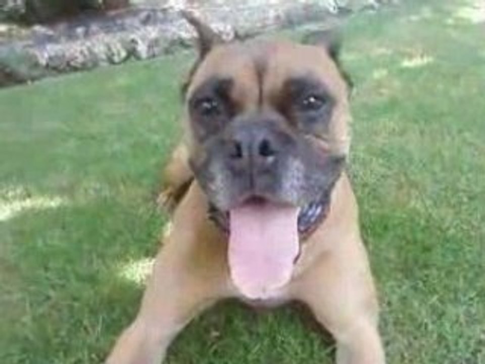 Orka