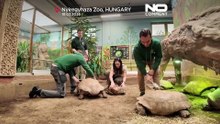 Hungria: dia de bem-estar para tartarugas em perigo no Zoo de Nyíregyháza