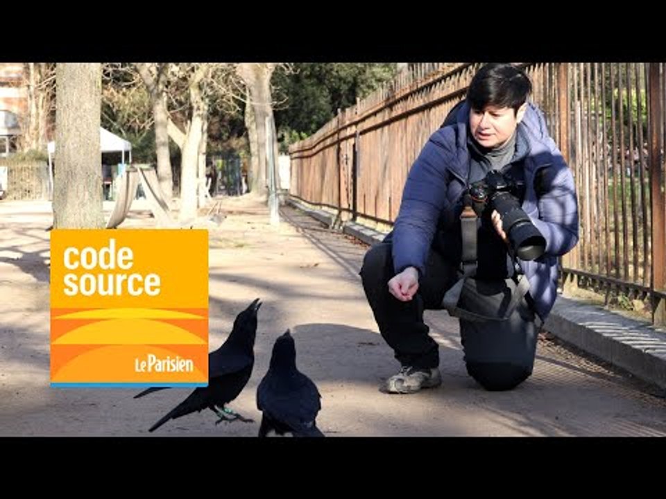 [PODCAST] À la découverte des corneilles de Paris