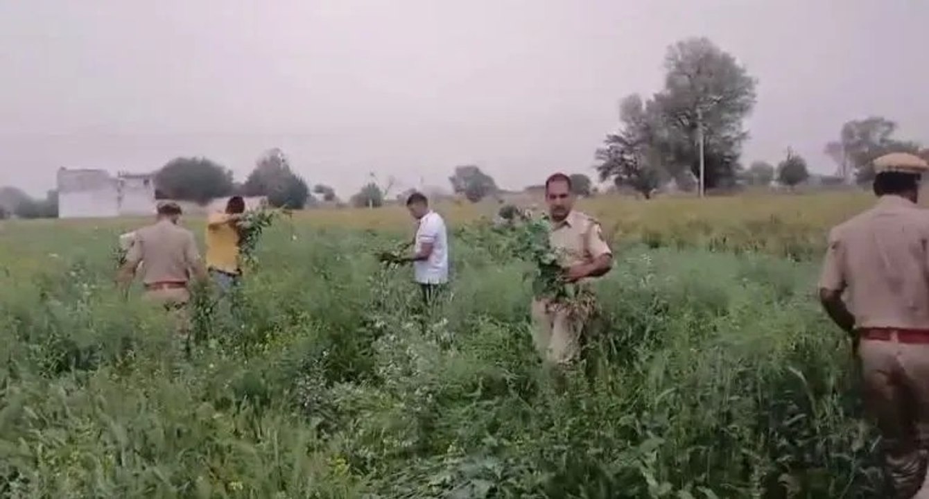 अवैध अफीम की खेती पर पुलिस का बड़ा प्रहार