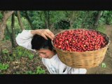 How To Buy Fair Trade Coffee