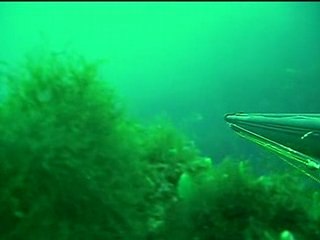 Chasse sous marine avec Olivier