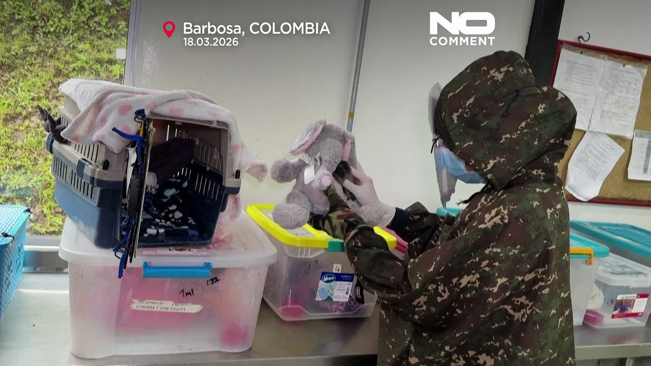 Colombia, un bebé de mono tití gris recibe una 'madre' de peluche antes de volver a la selva