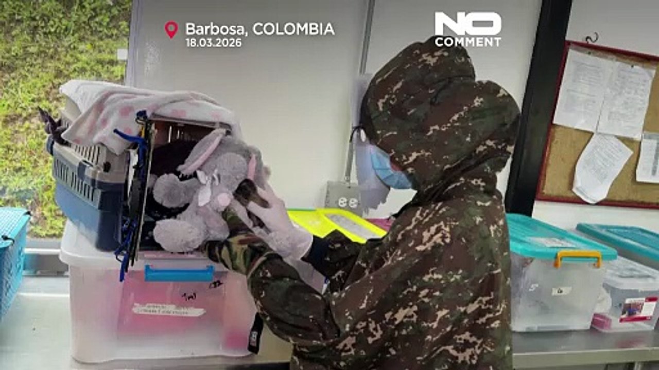 Colombie : un bébé titi gris orphelin réhabilité grâce à une « maman » peluche