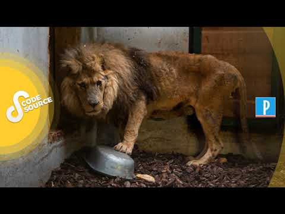 [PODCAST] Derrière le sauvetage du lion Jon, l’engagement d’une femme qui a voué sa vie aux animaux