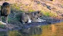 Epic Lion Struggles in Wild Survival