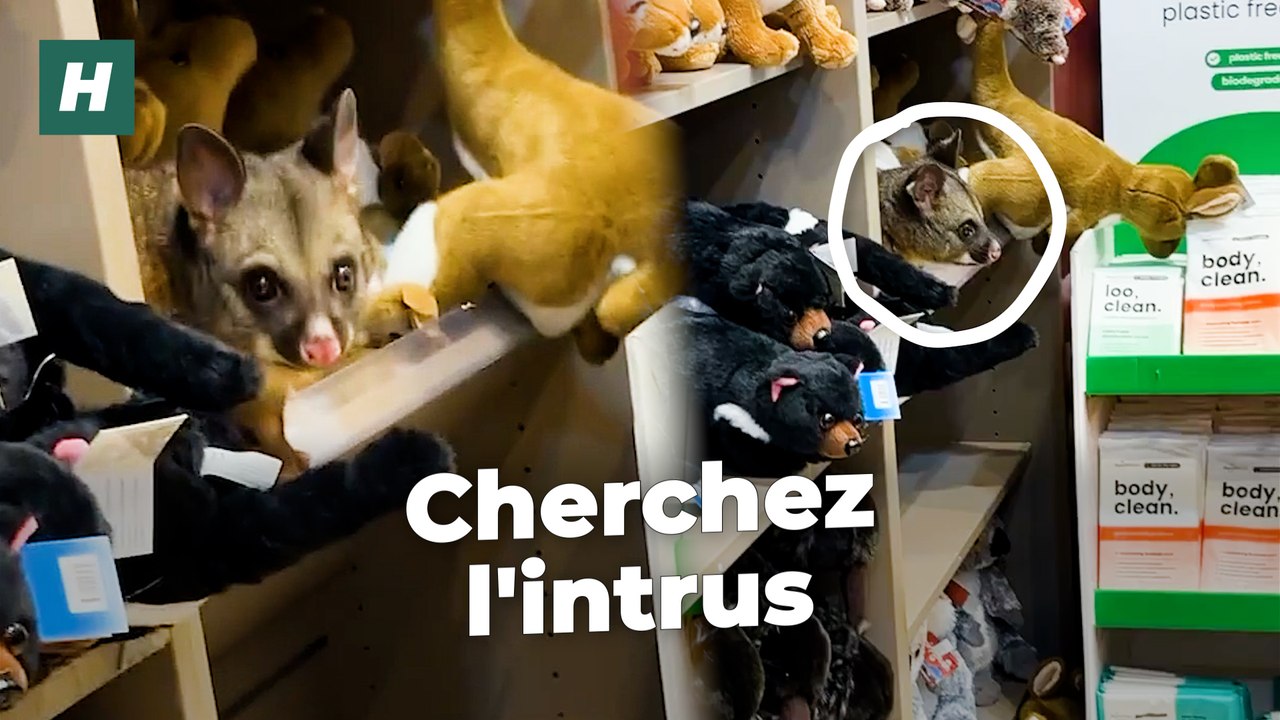 Cet opossum est (presque) passé inaperçu au milieu des peluches de cette boutique