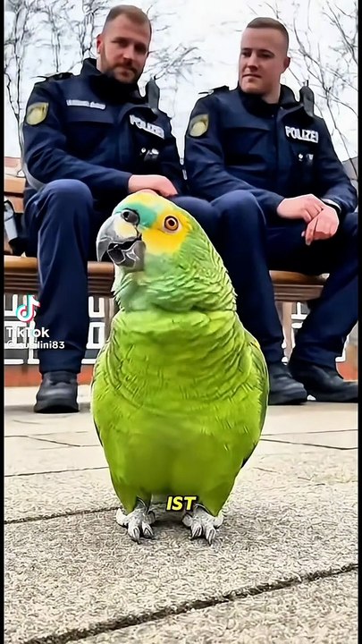 Witziger Papagei