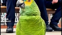 Witziger Papagei