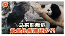 旅游年吉祥物马来熊濒临灭绝 半岛数量不足500只