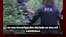 Operativo en Huerta Grande, Córdoba: secuestran más de 1.800 kilos de marihuana y 10 cráneos humanos en un vivero clandestino