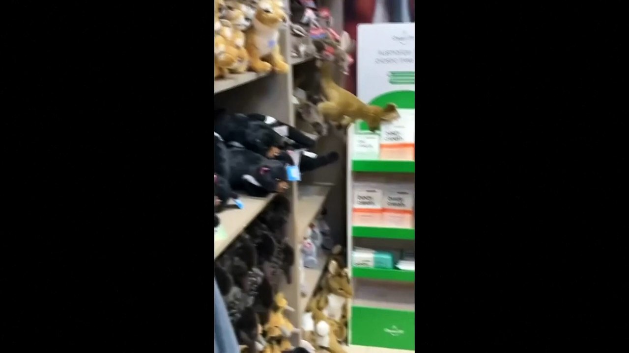 Tierische Überraschung in australien: opossum im plüschtier-regal