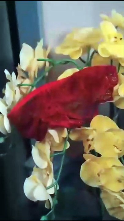 The Assassin's Fury / The Merciless Assassin Unmatched S