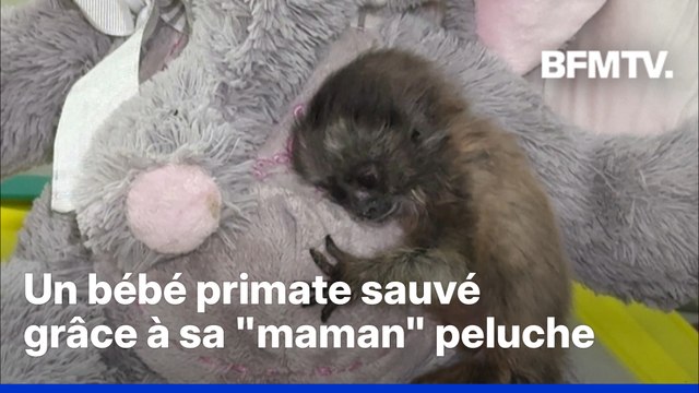 Colombie: un bébé singe orphelin bientôt sauvé grâce à sa maman peluche
