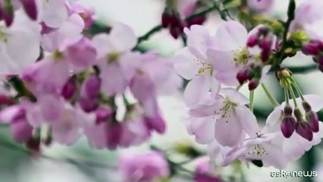 A Tokyo è ufficialmente iniziata la stagione dei ciliegi in fiore