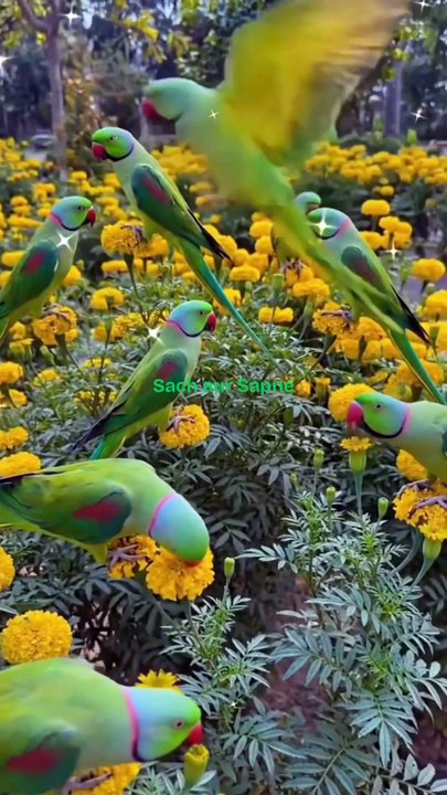 जब तोता फूलों से मिला 🦜🌼 दिल छू लेने वाली प्यारी कहानी! #parrot