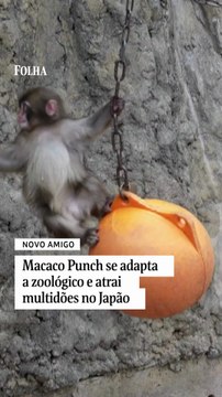 Macaco Punch se adapta a zoológico e atrai multidões no Japão
